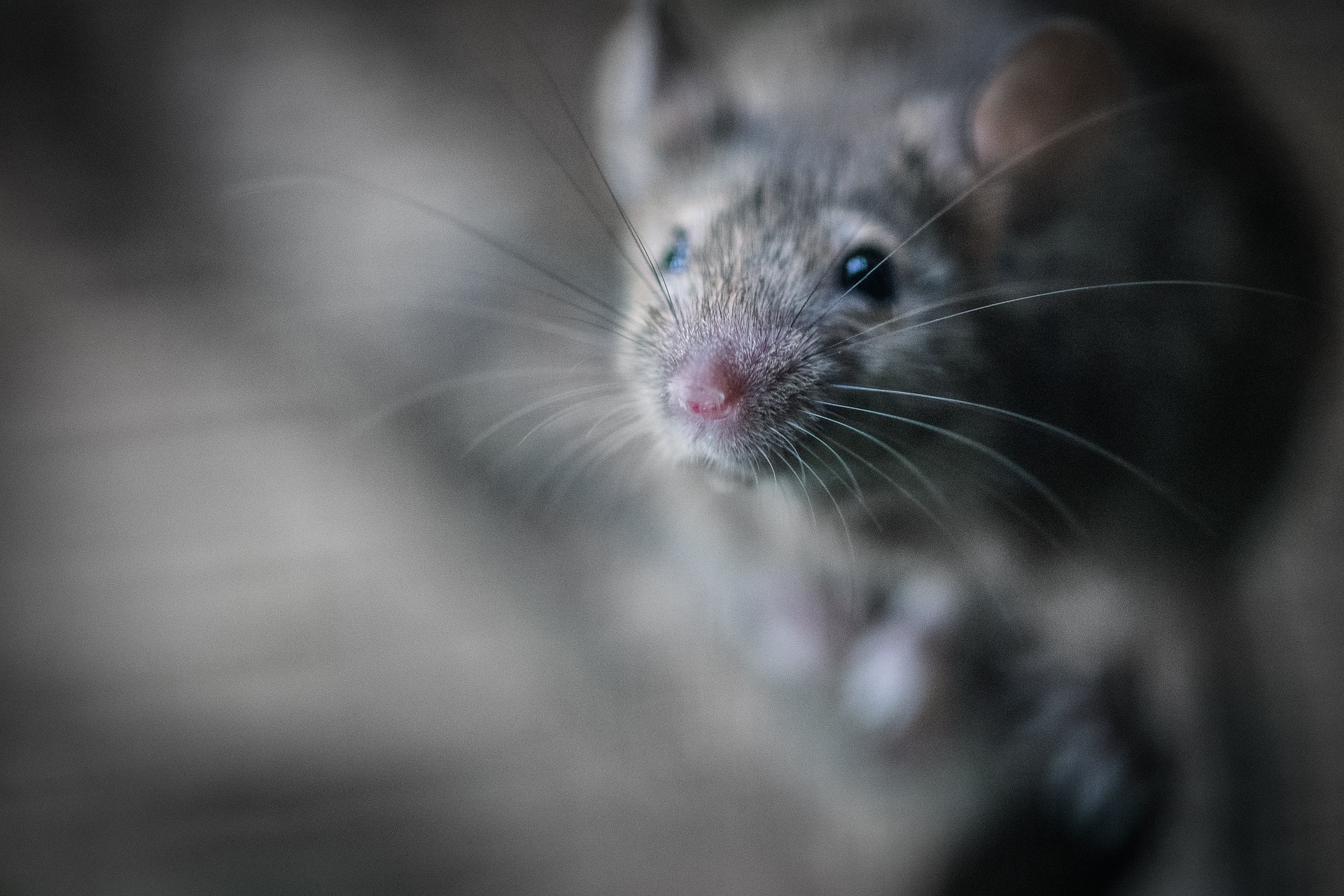 Rodent, Squirrel & Wildlife Control in Atlanta & Nearby Areas