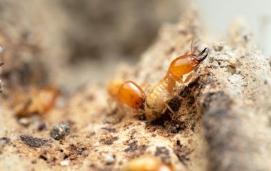 Termite Control